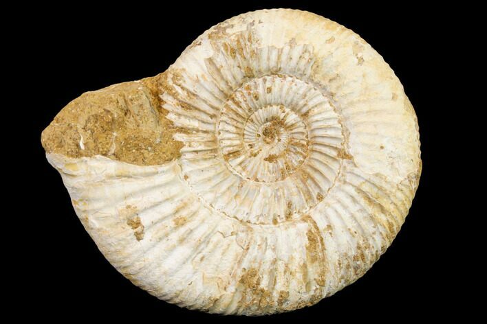 Jurassic Ammonite (Perisphinctes) Fossil - Madagascar #152784